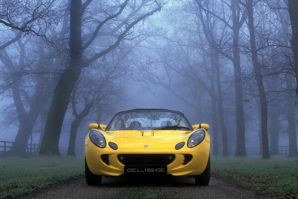 Auto gialla tra gli alberi nebbiosi sulla strada