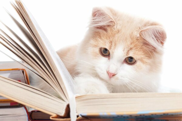 Gatto che legge un libro sul tavolo