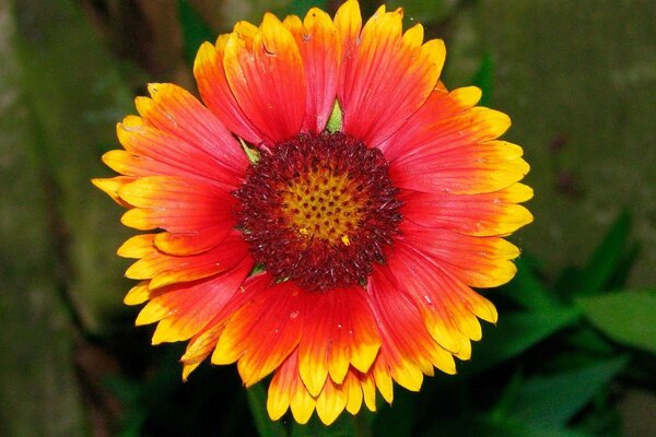 Beau gerbera orange sur fond vert