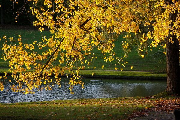 La favolosa bellezza della natura autunnale