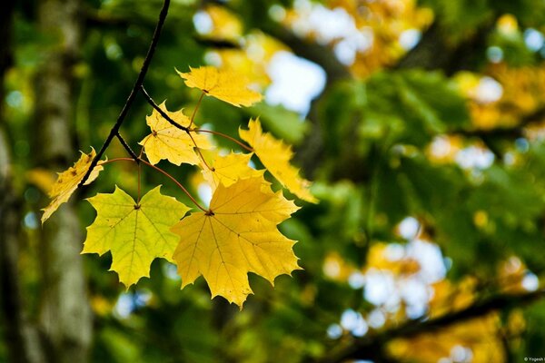 Macro-shooting of yellowed maple leaves