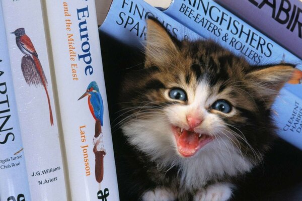 Das Kätzchen hat sich in Büchern versteckt und miaut
