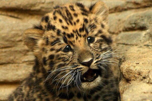 Детёныш малыша леопарда грустного