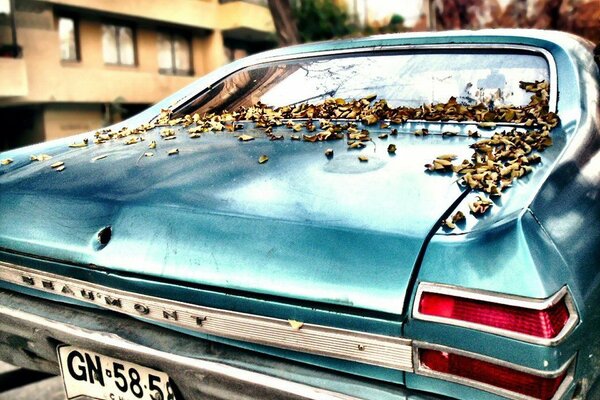 Feux arrière auto. Chute des feuilles d automne 