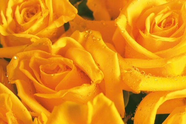 Bouquet de roses jaunes avec des gouttes de rosée