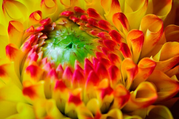 Schöne gelb-rote Blume Nahaufnahme