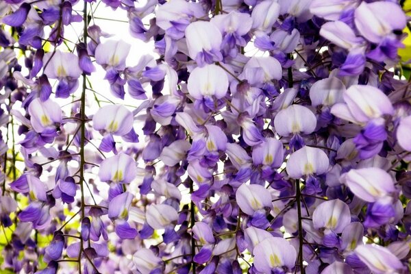 Lots of branches with white and purple flowers