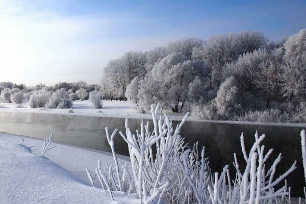 Natura in inverno. Alberi nella neve