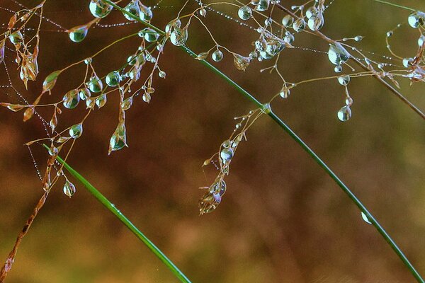 Morning dew on cobwebs and blades of grass