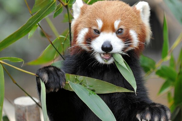 Foto dell animale del panda rosso