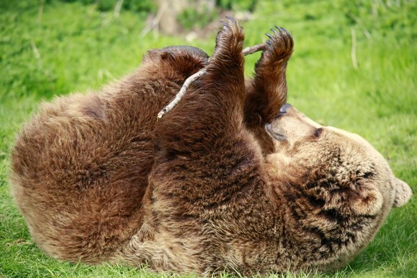 Braunbär liegt auf dem Rasen herum