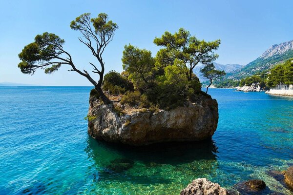 An island with trees in the middle of the sea