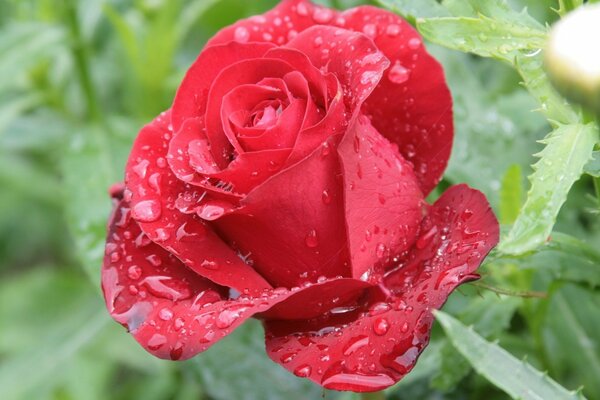 Bella rosa mattutina con gocce di rossa