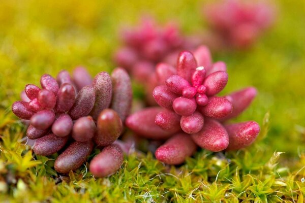 A plant called the ochistok