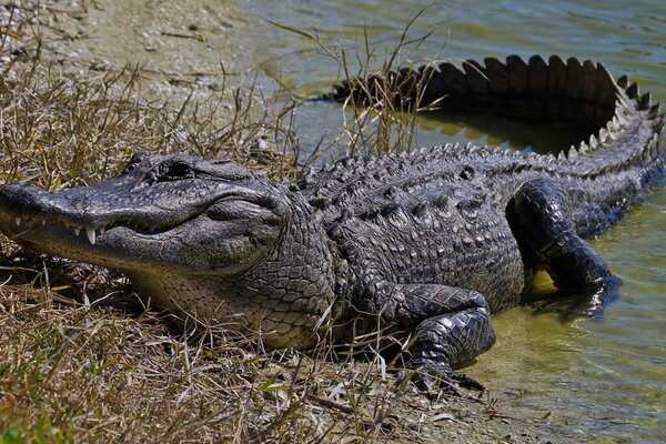 A gray crocodile hid in the water near the grass