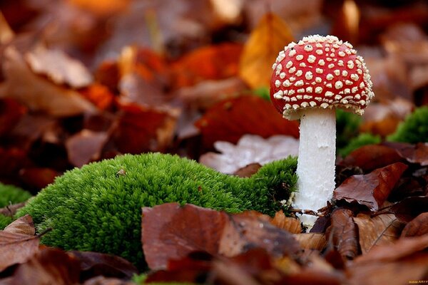 Fliegenpilz in gefallenen Herbstblättern