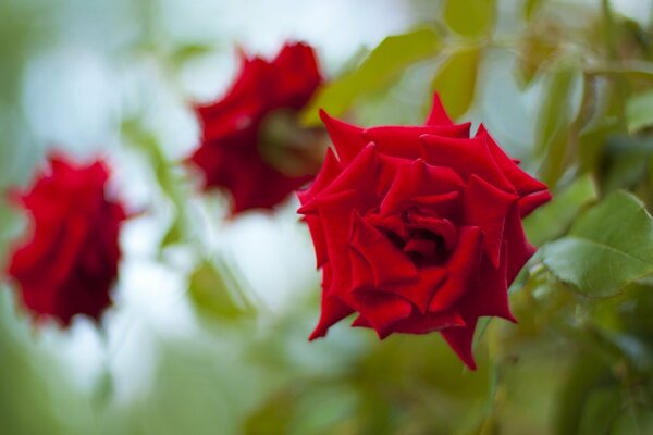 Rosas rojas encantadoras contra el cielo