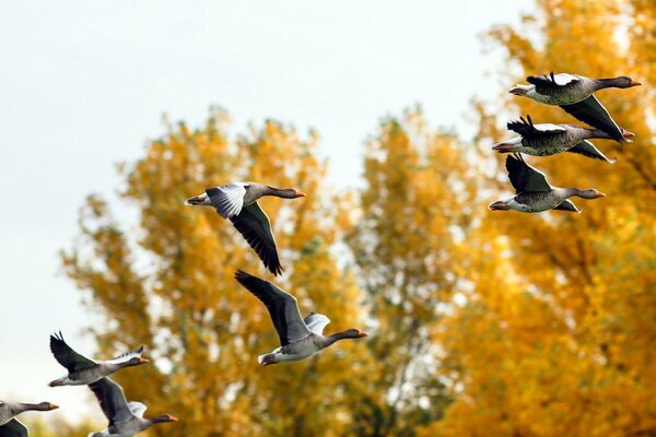 Vol de canards dans la forêt d automne