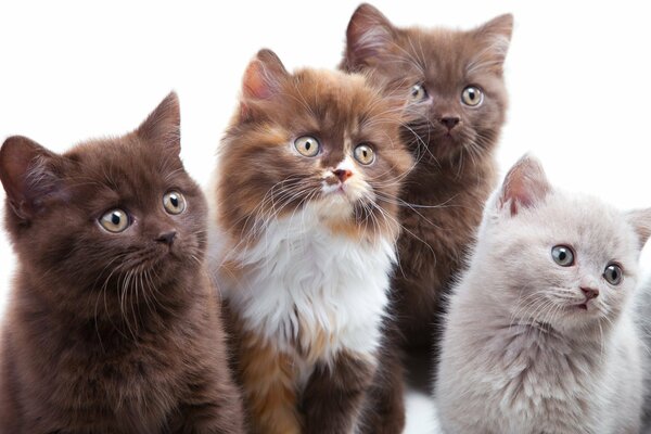 Kittens sit and watch with interest