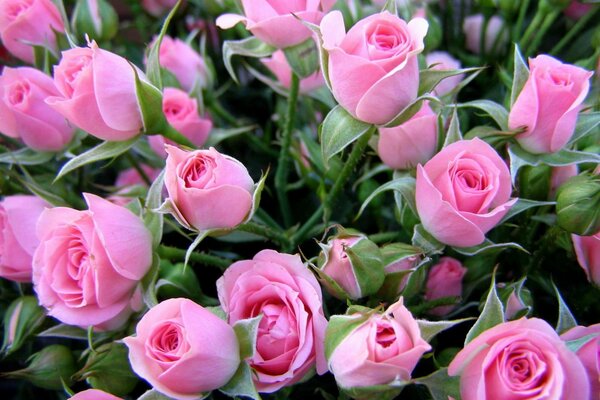Распускающийся куст нежно-розовых роз