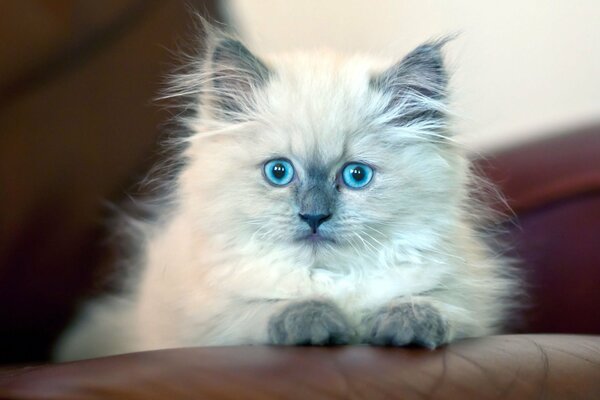 The blue-eyed kitten lies and looks