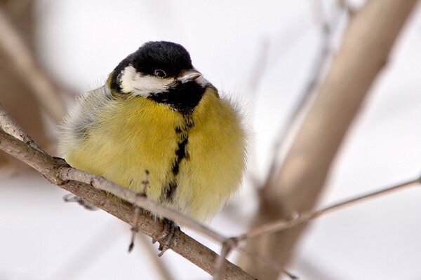 Tit giallo seduto su un ramo