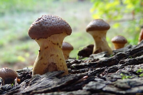 Los hongos crecen en la corteza de un árbol