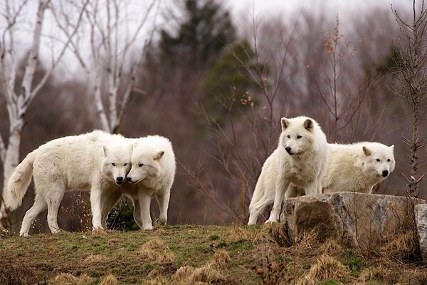 Troupeau prédateur de loups dans la forêt