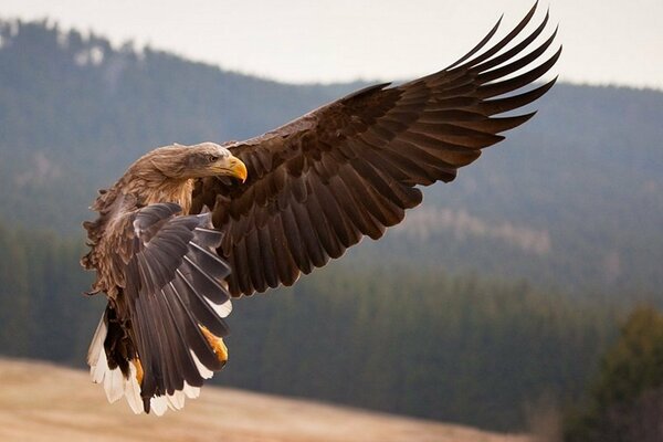 Uccello rapace in volo per la preda