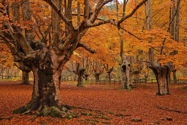 Alberi incredibili nel parco autunnale