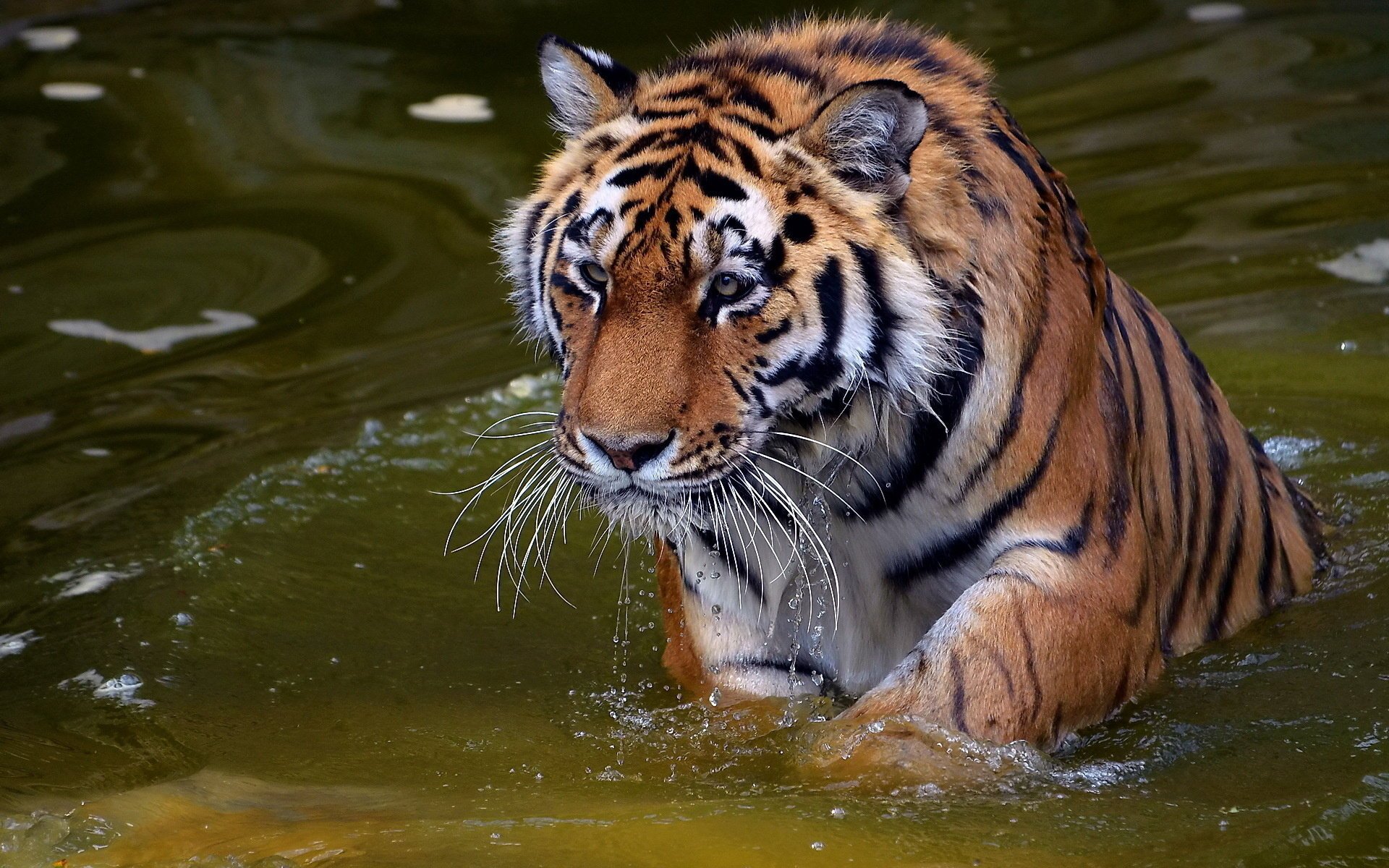 tygrys woda pysk wąsy panthera tigris tygrys spojrzenie drapieżnik