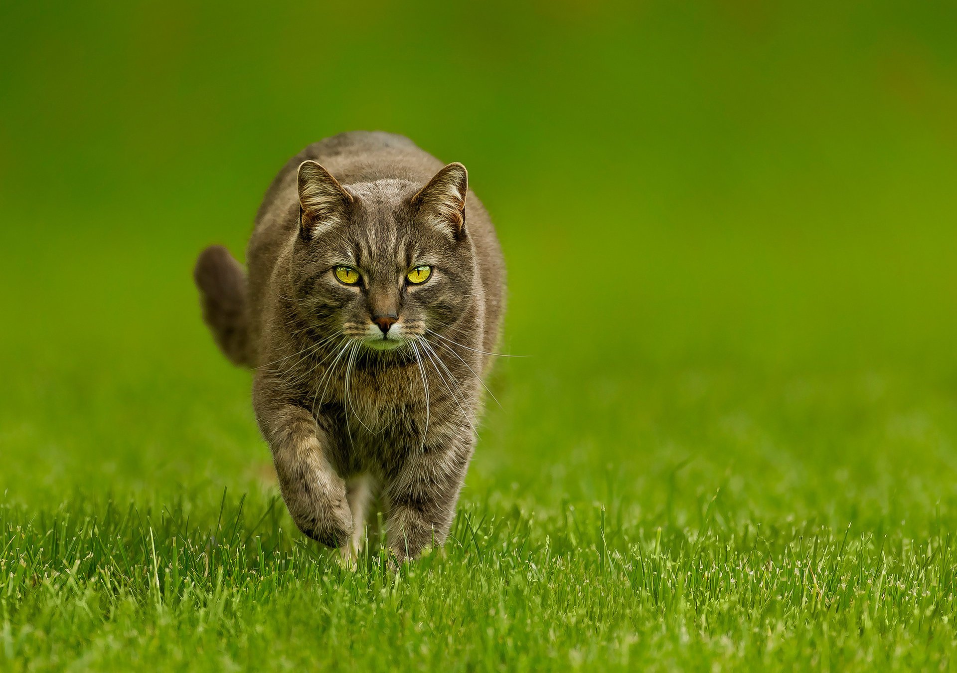 gato verde gato hierba fondo