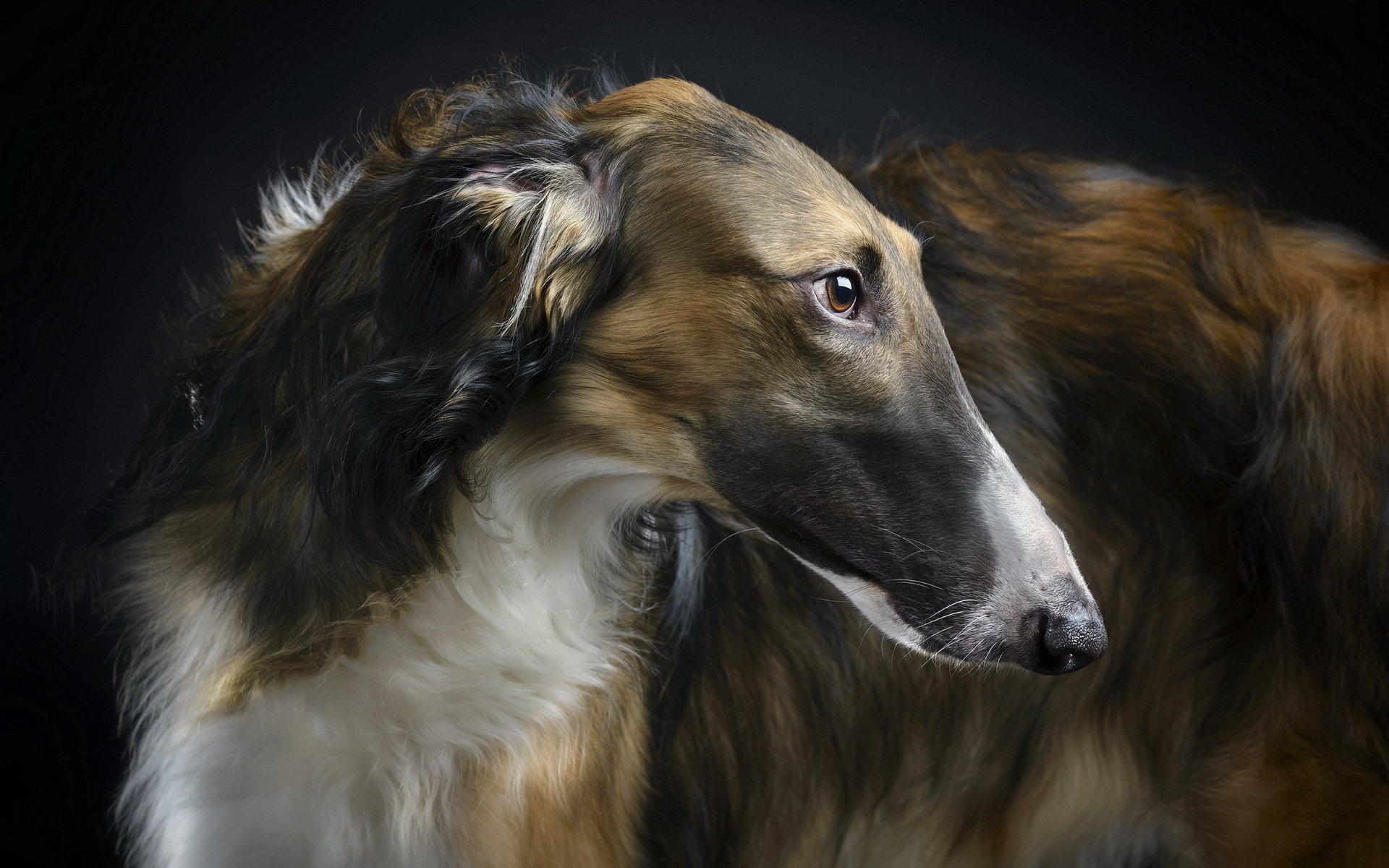 beauty borzoi przyjaciel