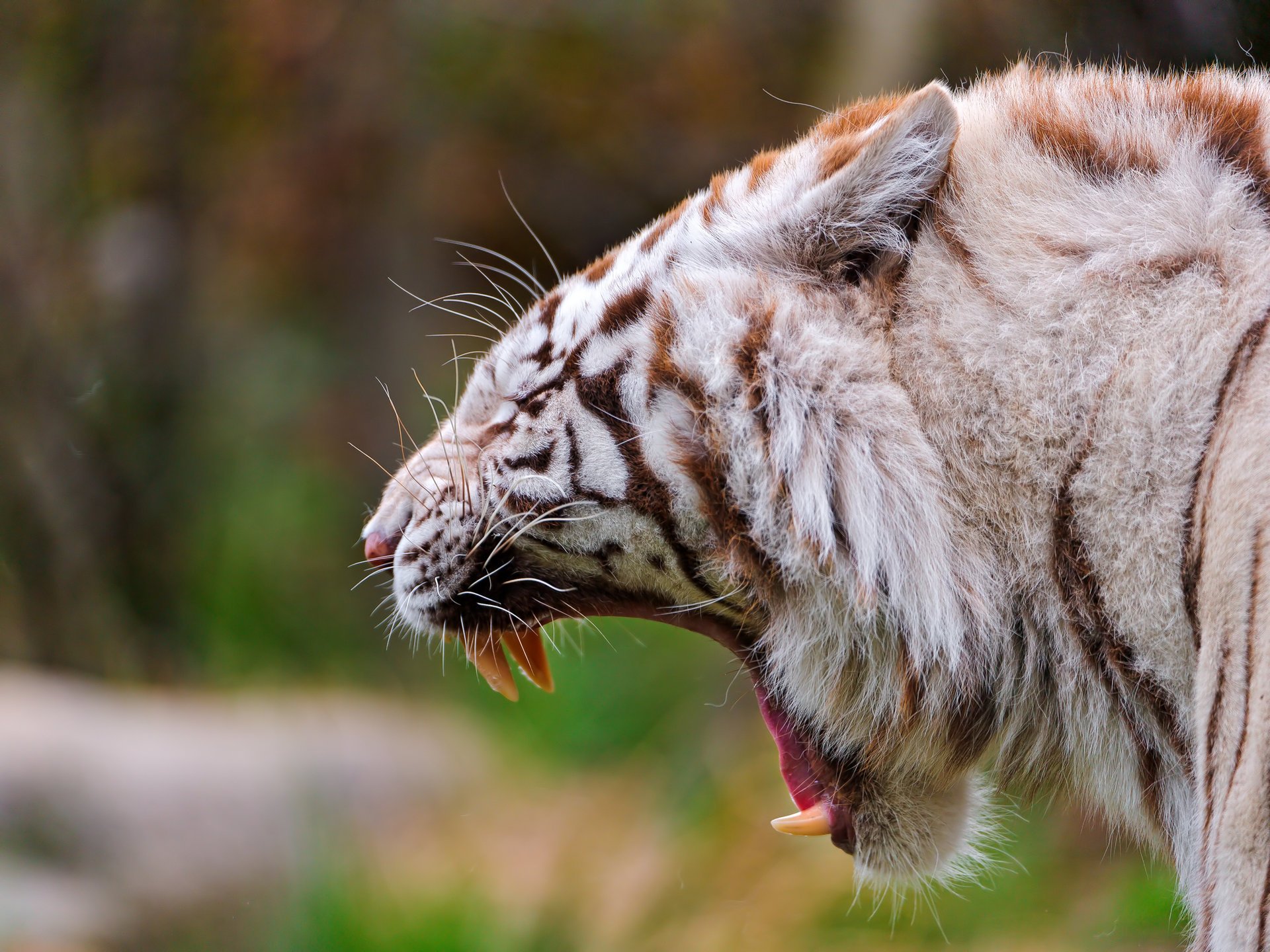 fangs tiger mouth predator white tiger