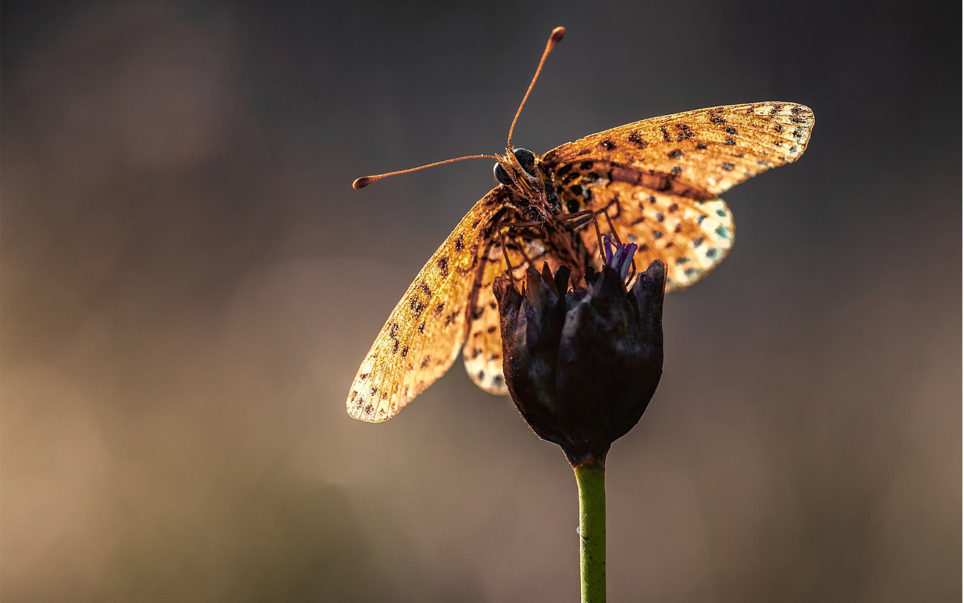 macro vrilles papillon flou tige fleur