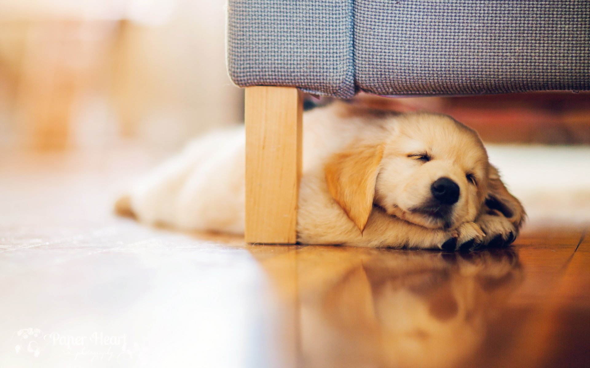 perro retriever cachorro