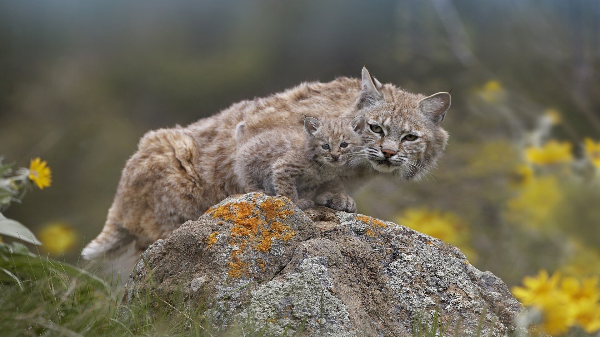 lince lince natura pietra