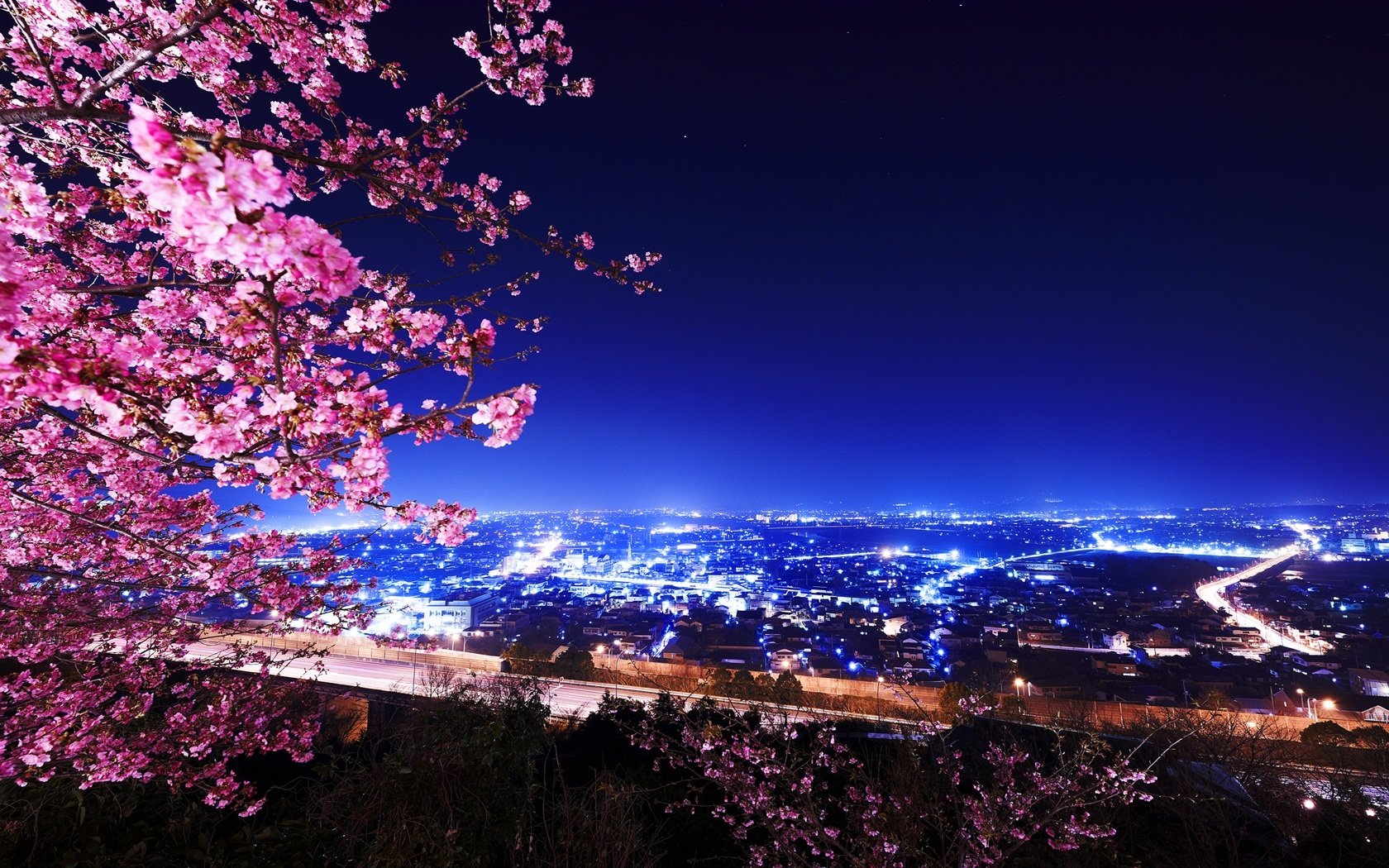 cherry blossoms buildings night light