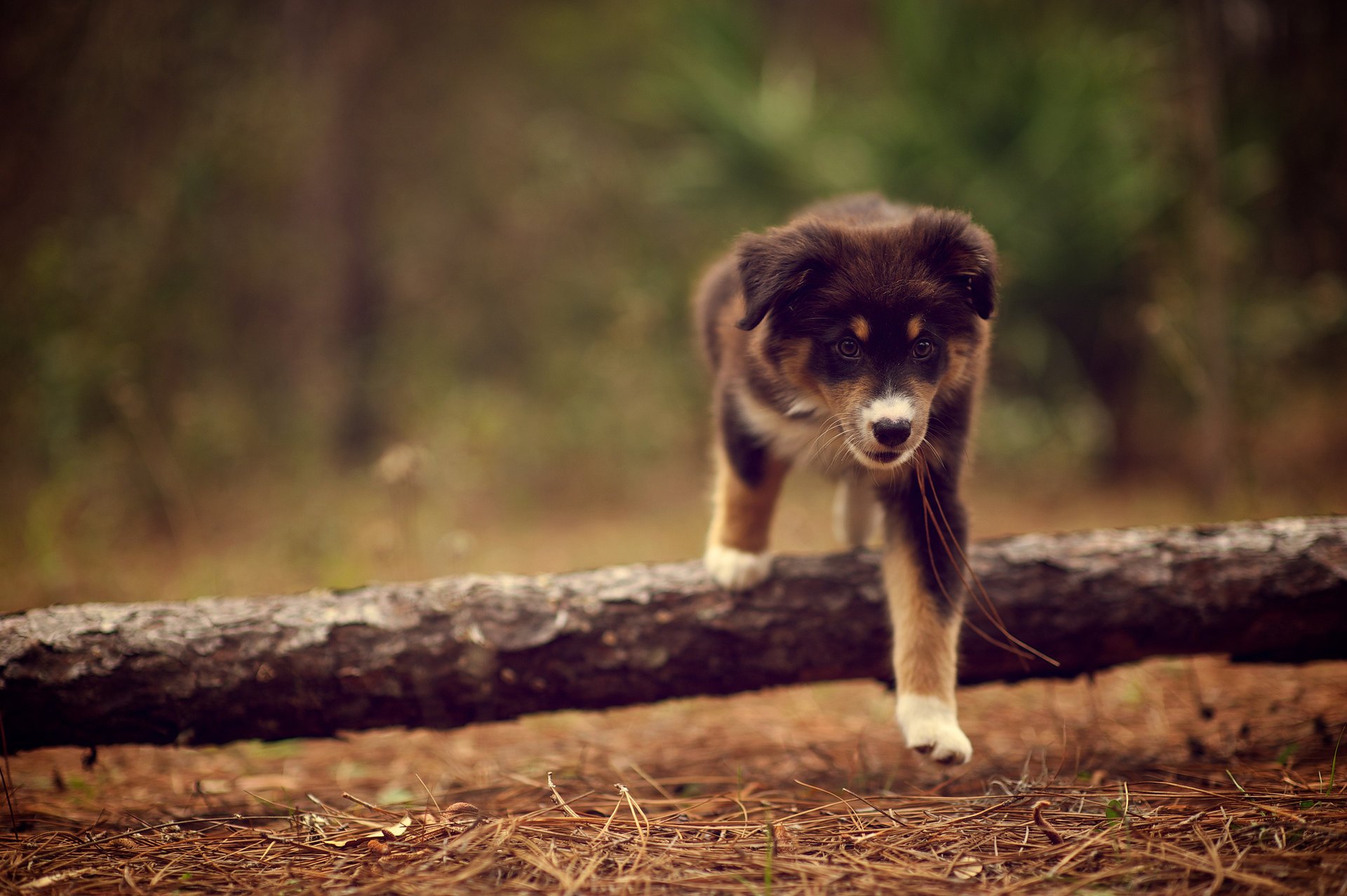 chien ridley bâton chiot marche nature aiguilles