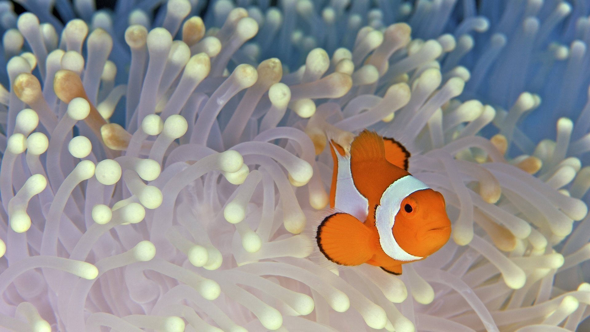 fish clown algae fish bottom nemo ocean