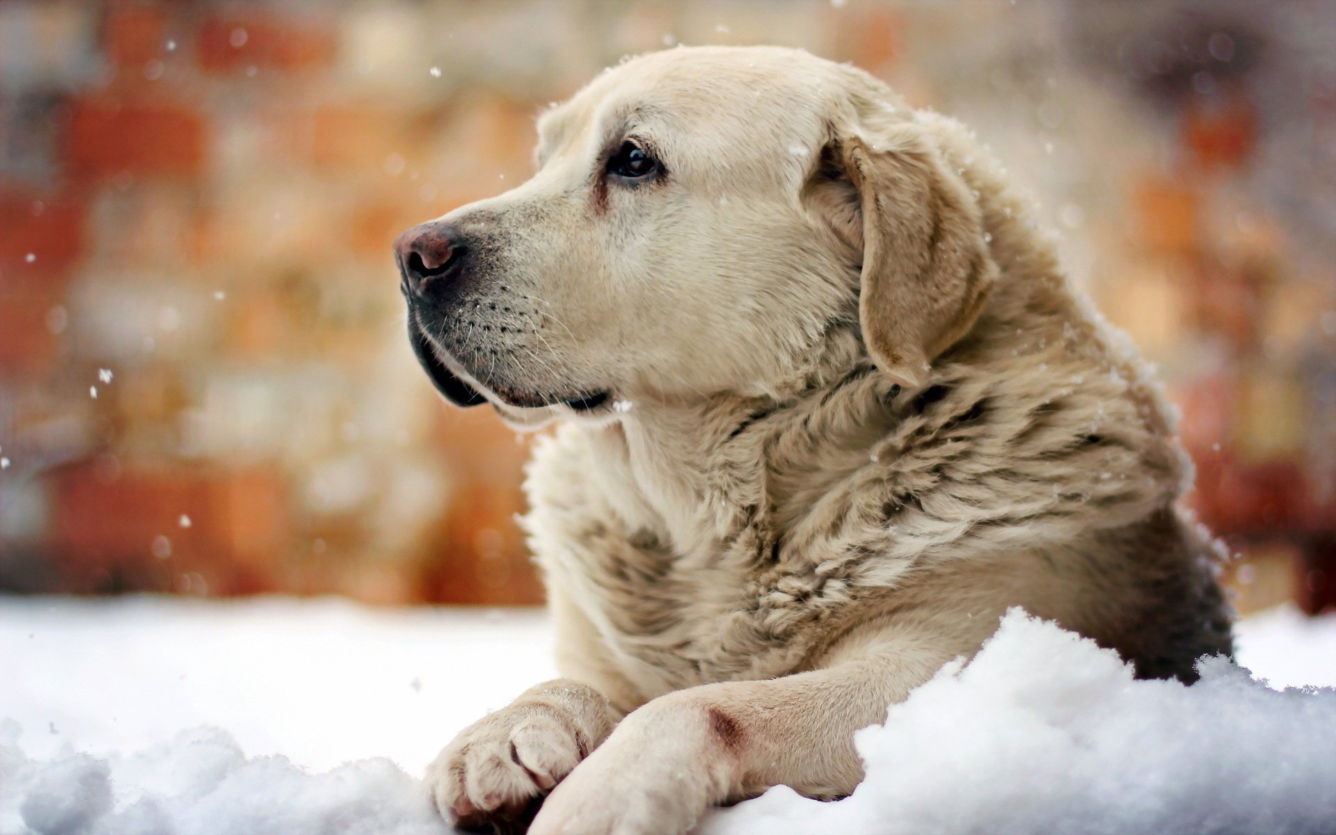 amigo perro mirada