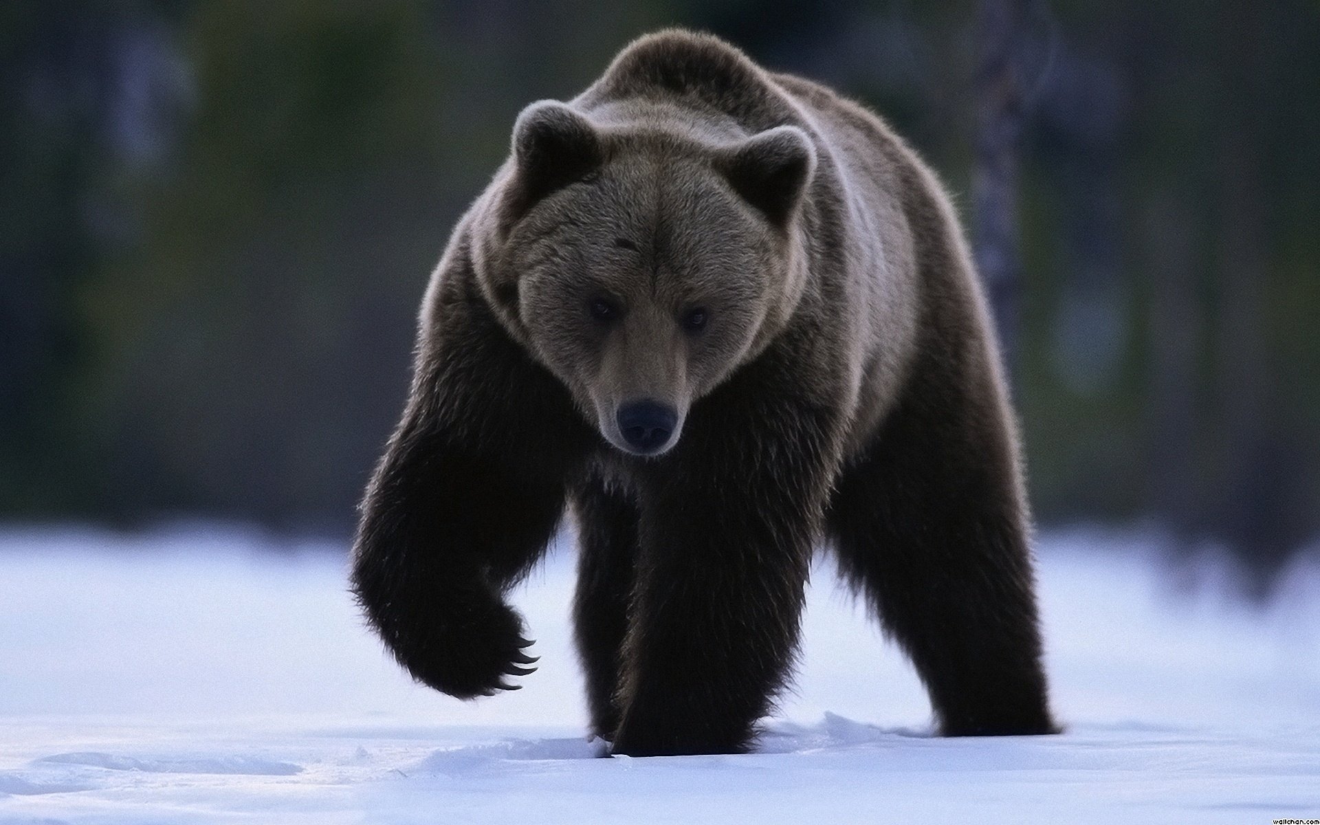 neve sguardo zampa orso