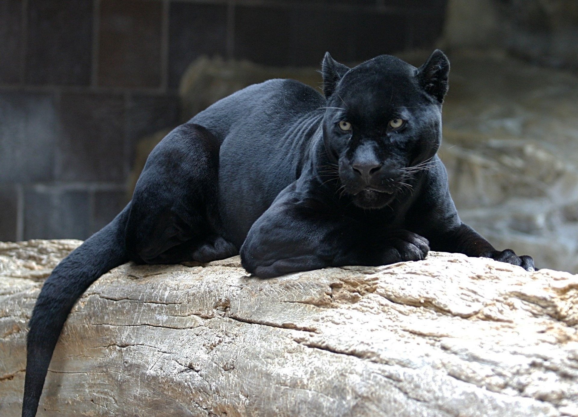 pantera en un tronco negro miente salvaje gato hocico