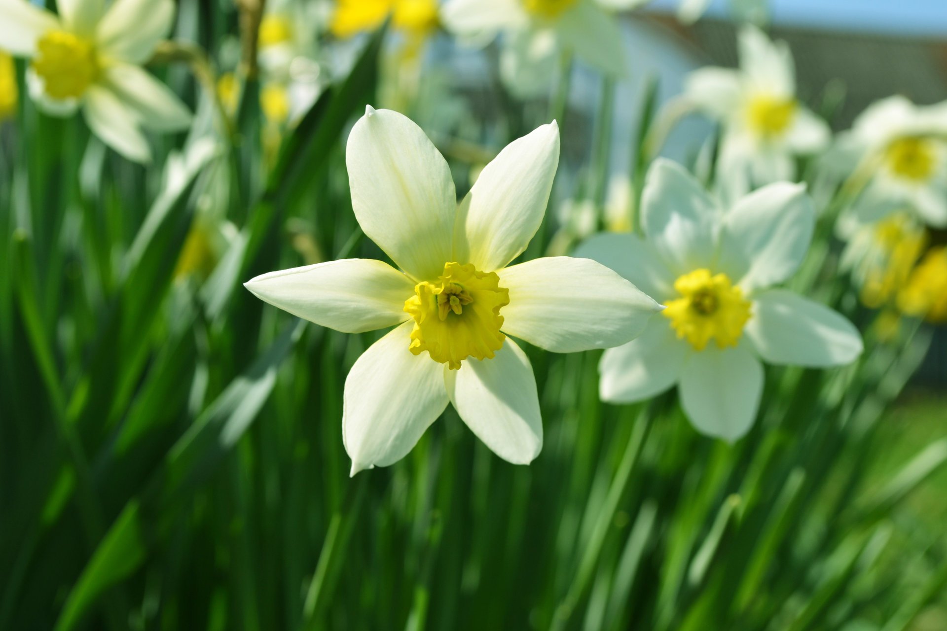 blumen grüns sommer gras