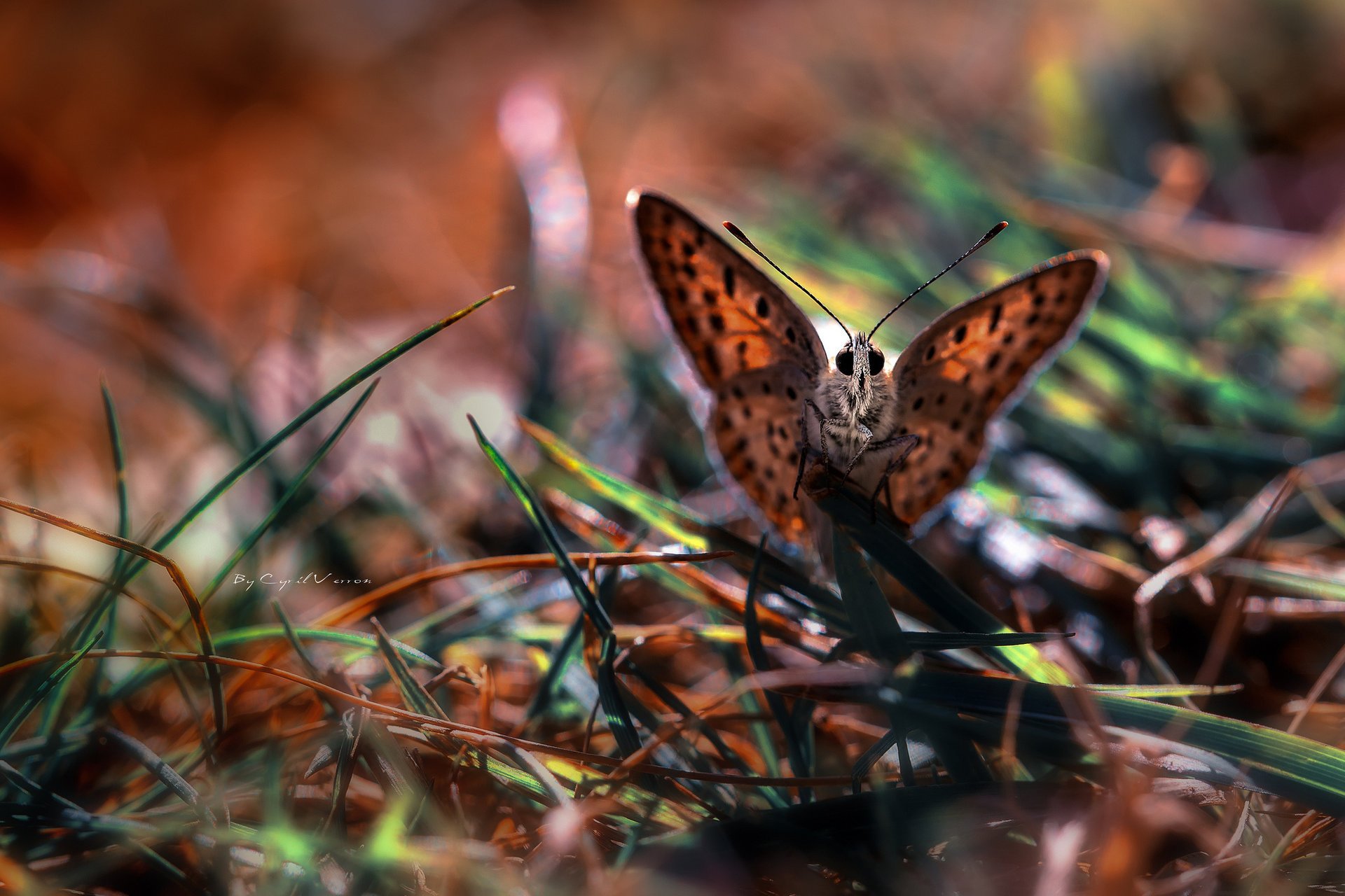 macro mariposa hierba