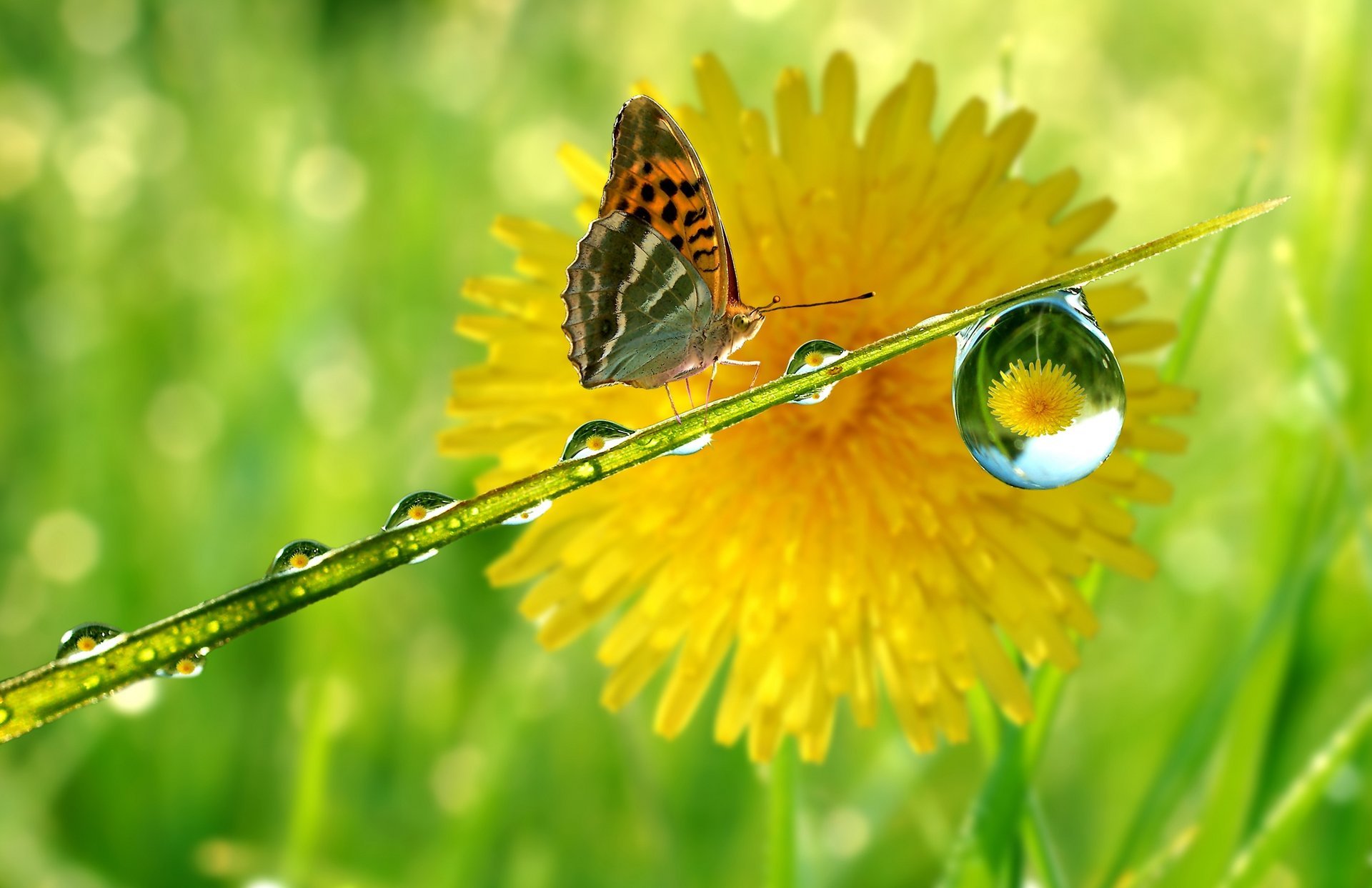 tige goutte pissenlit réflexion papillon