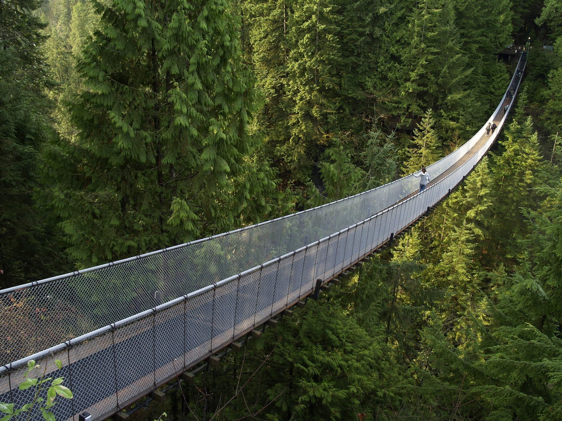 pont forêt forêt de conifères