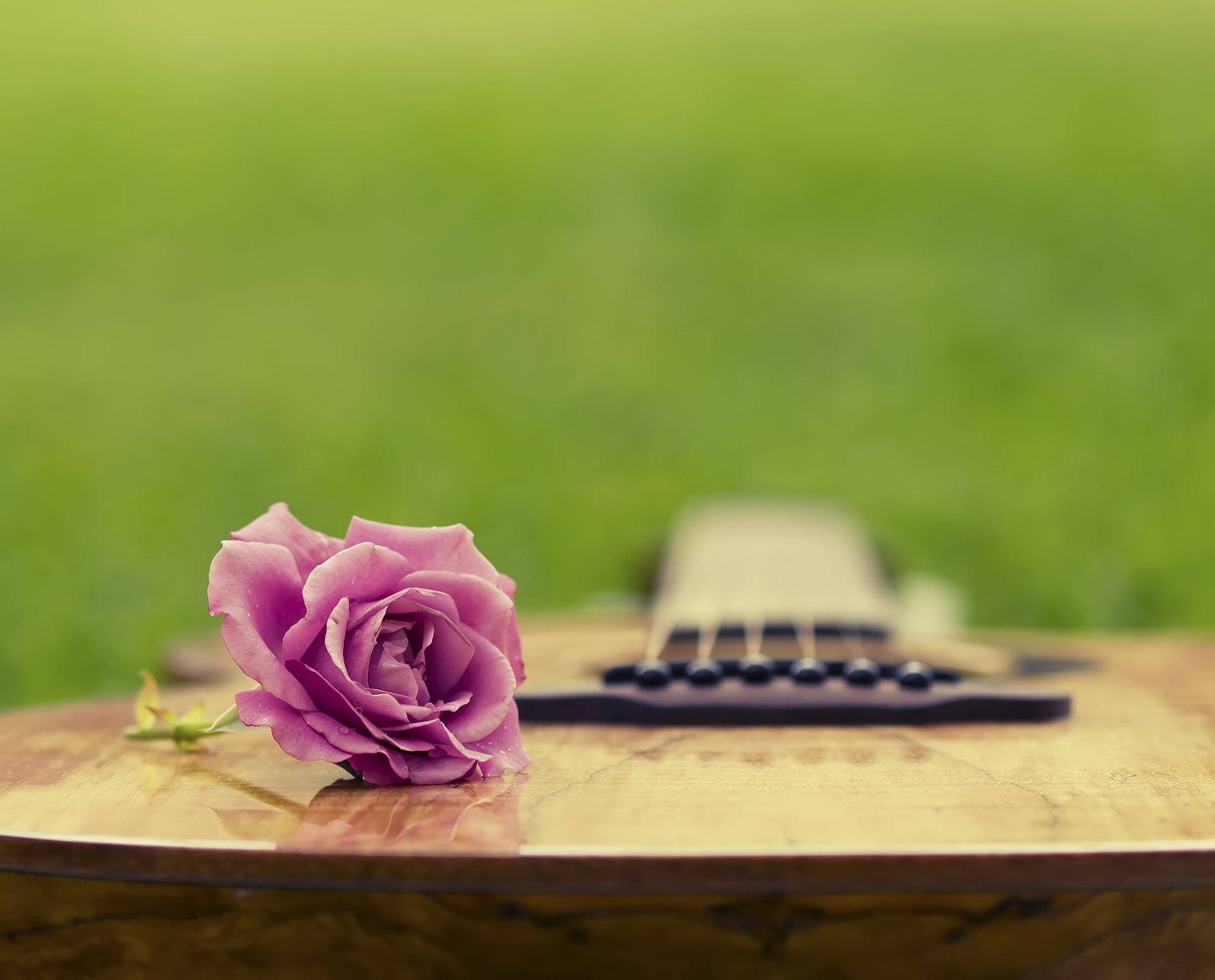 guitare herbe été clairière rose