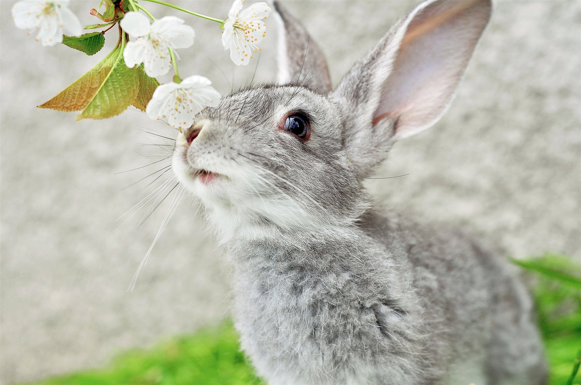 oreilles lapin branche moustache museau gris