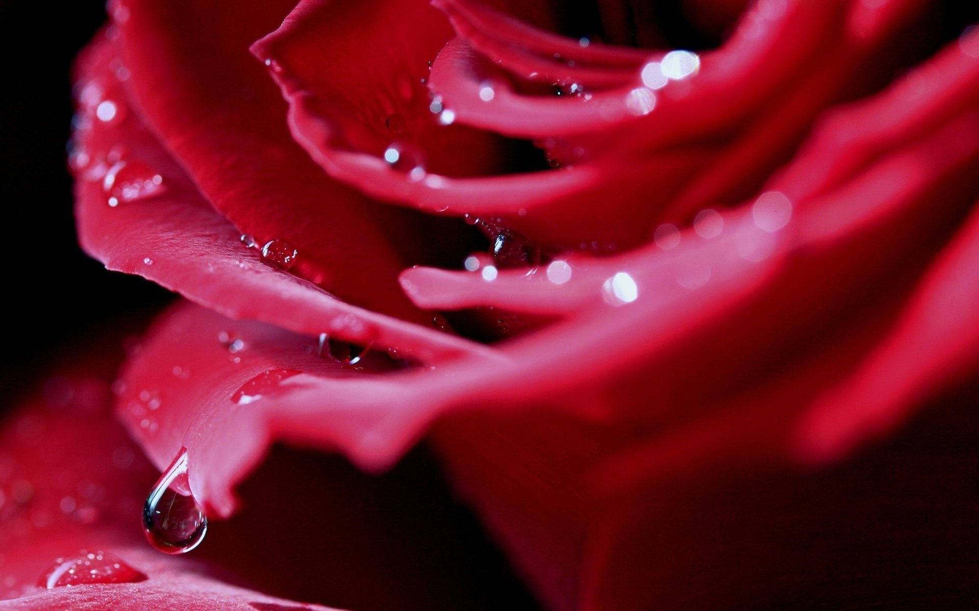 rosso rosa acqua macro gocce rugiada petali